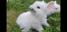 Iep de Companie Holland Lop Mini Lop