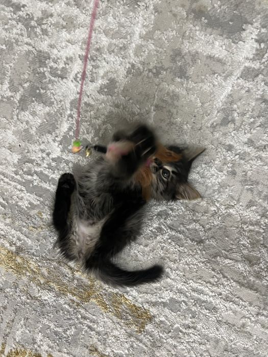 Mushuk / mushukcha beriladi