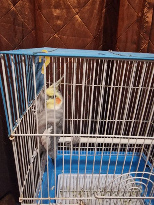 Se vinde urgent papagal NIMFE