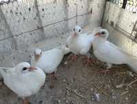Бели Московски пощенски гълъби