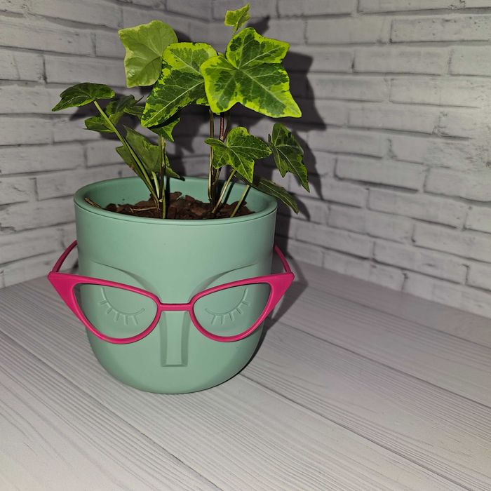 Хедера/плющ комнатный.