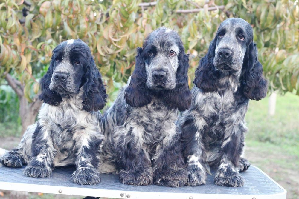 Pui de Cocker Englez