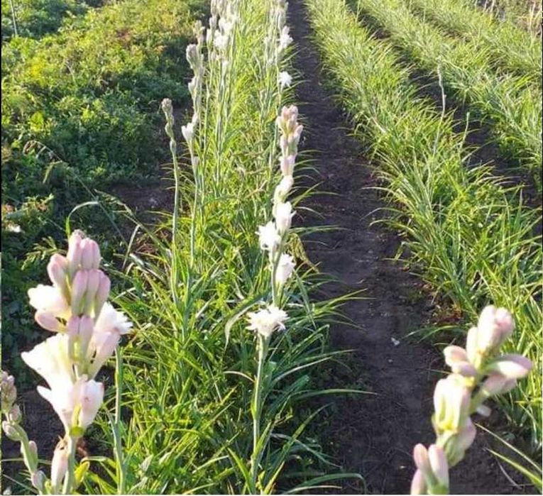 Bulbi de tuberoze albe, si gladiole