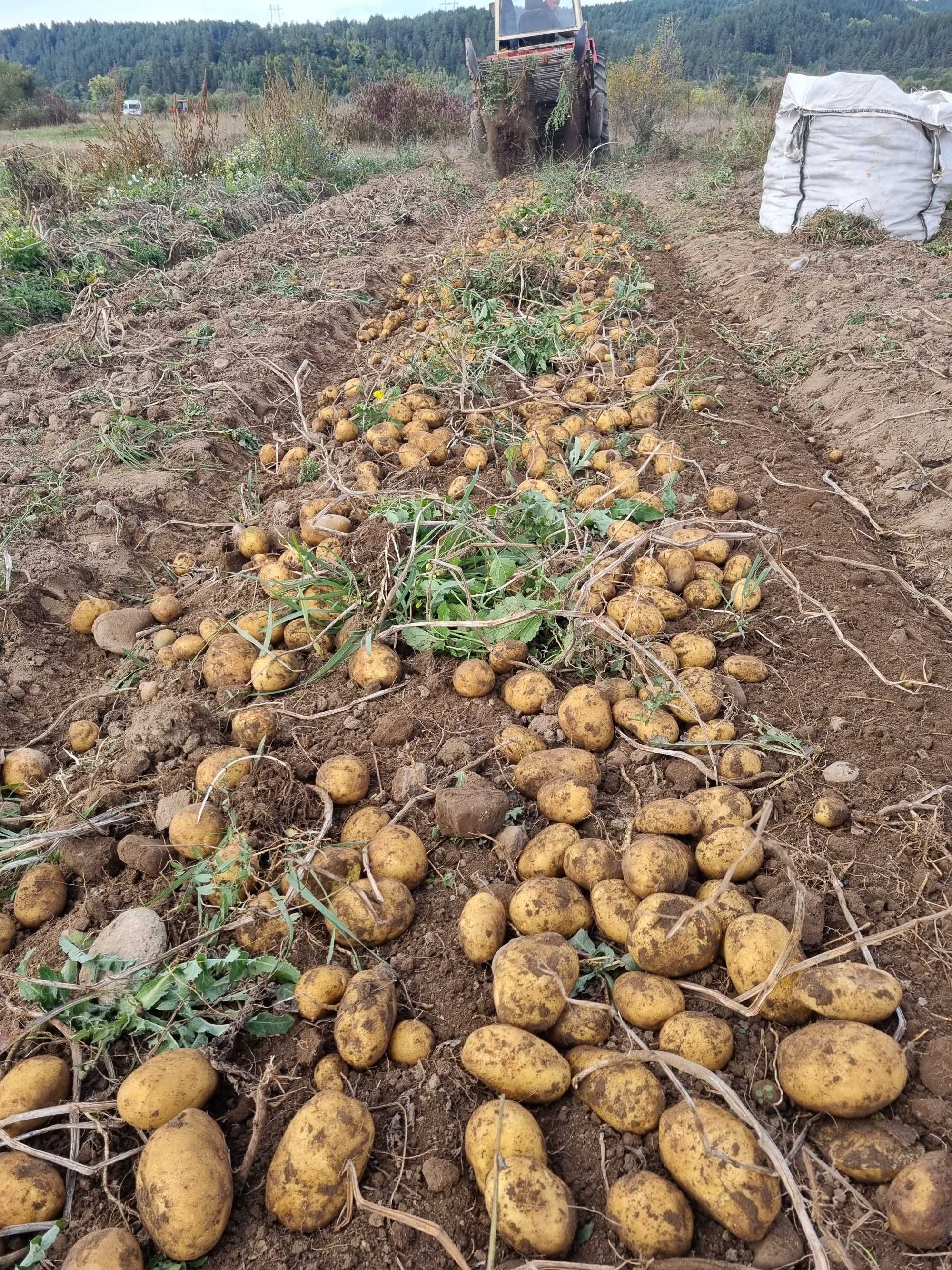 Продавам Картофи