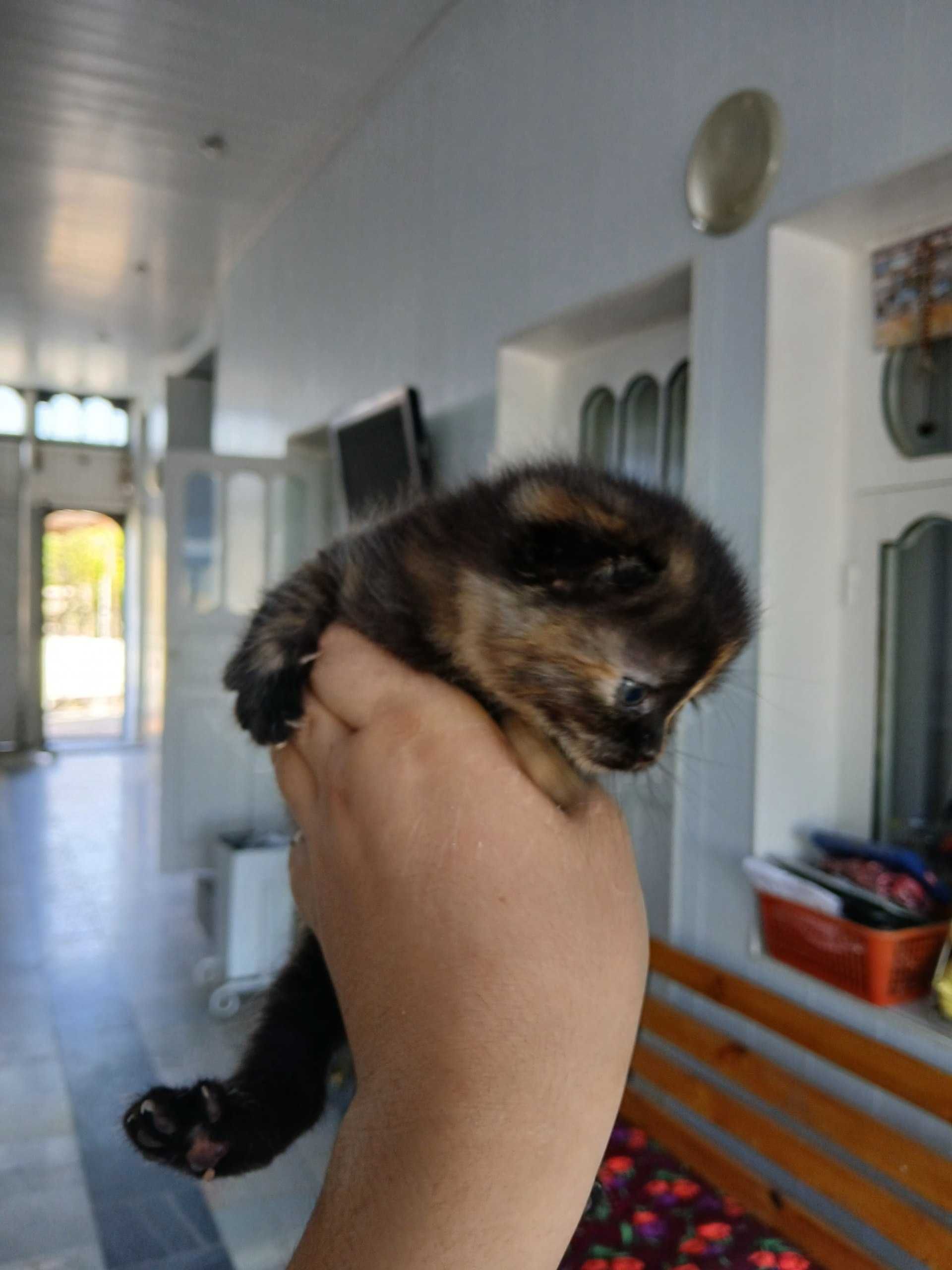 продается котята шотландский вислаухая