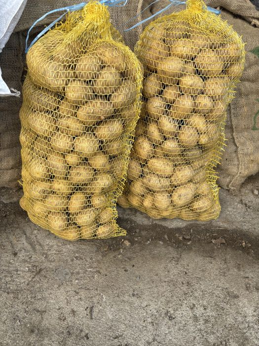 Картофи за семе 30-45 Сорая клас В