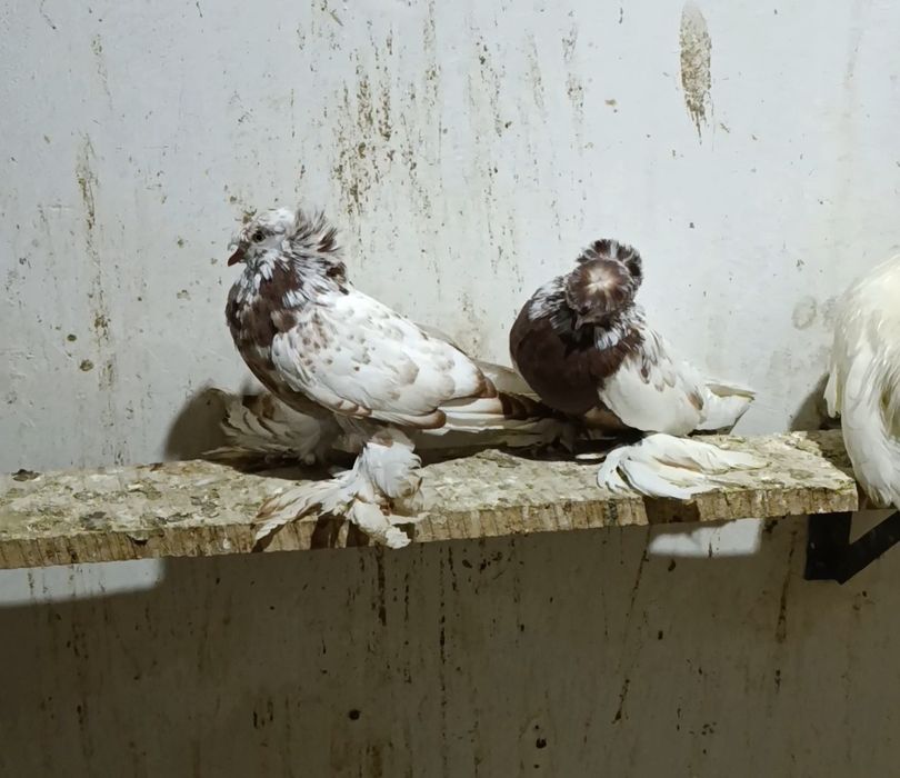 Бухарские барабанщики разных цветов