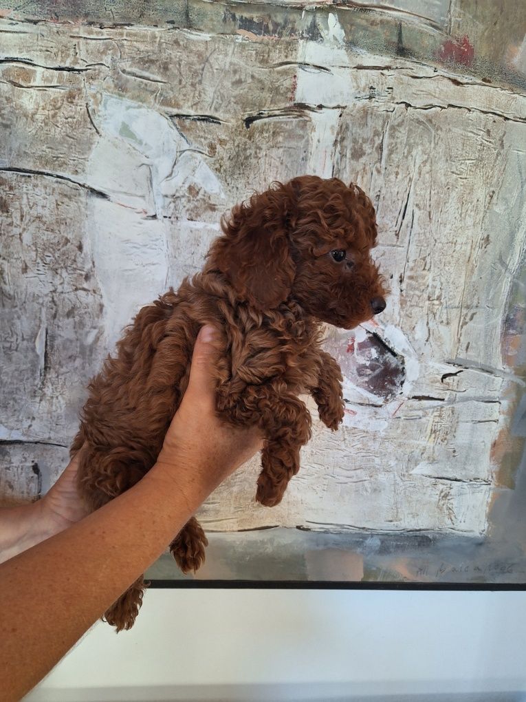 Pudel/Caniche pitic