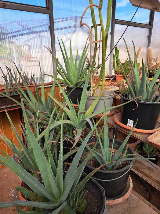 vand engros plante Aoe vera barbadensis miller, desfiintare sera