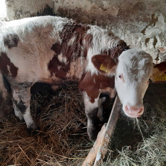 Taurasi Baltata romana