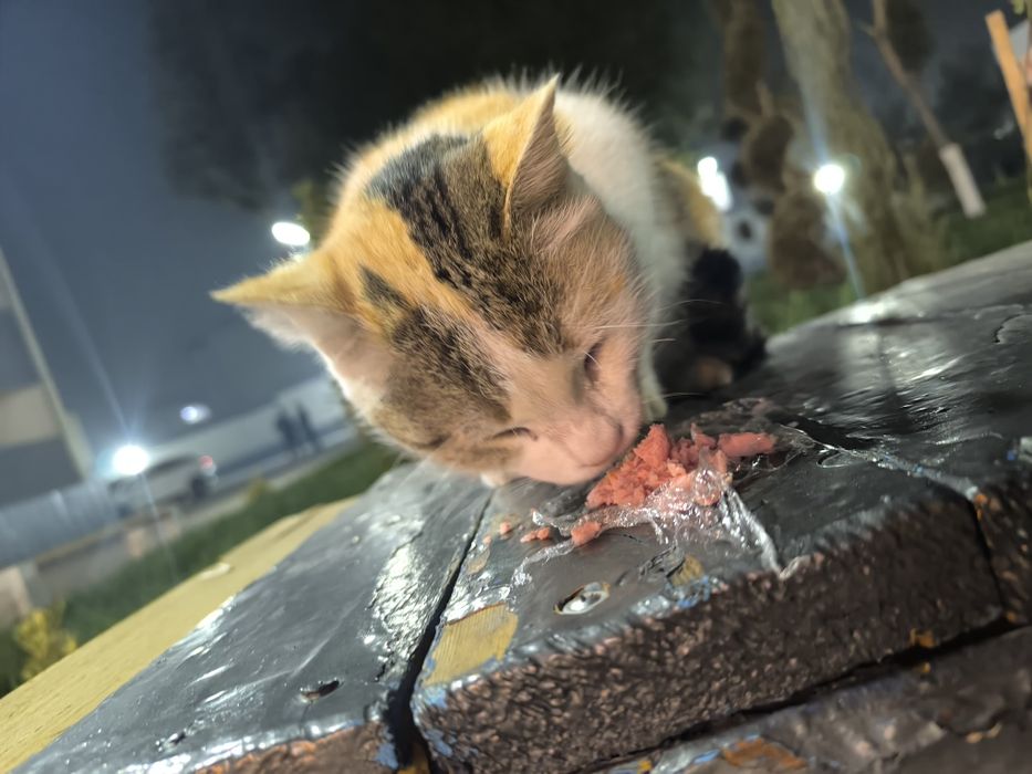 Отдам хорошие руки домашнюю кошку