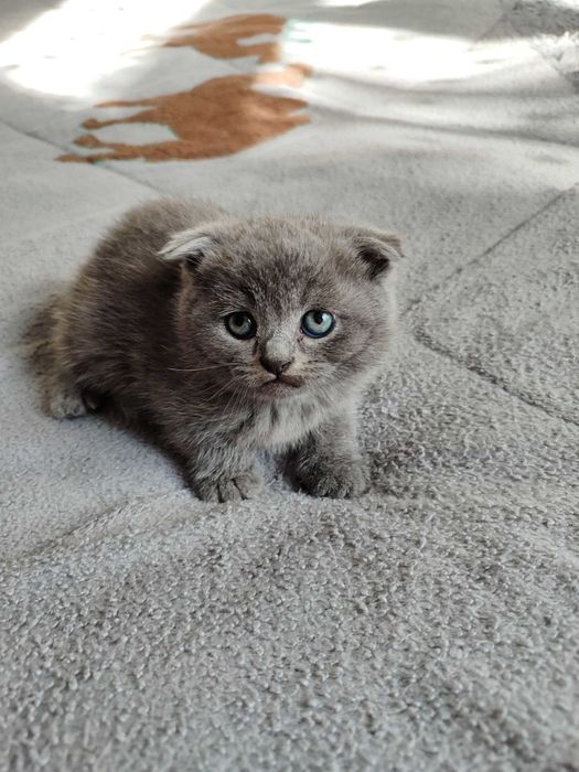 Продается котенок скоттиш фолд