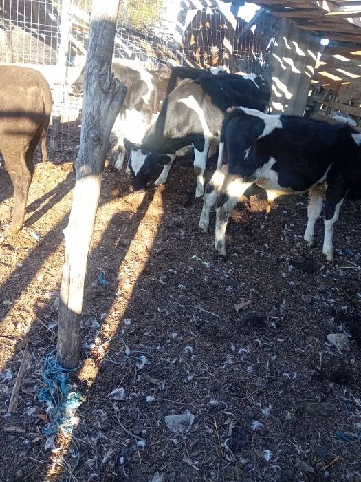 De vânzare 3 taurasi 4 luni tel