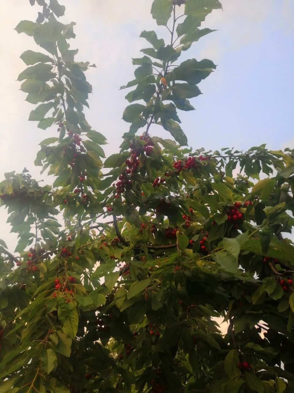 Pomi fructiferi altoiti
