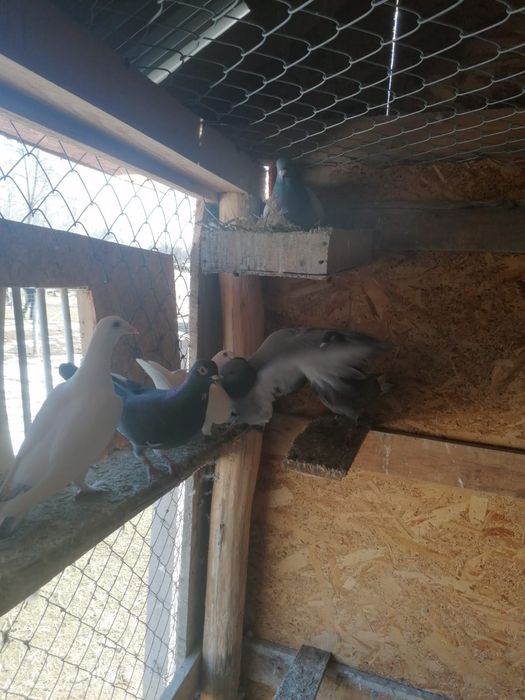 Vând porumbei voiajori