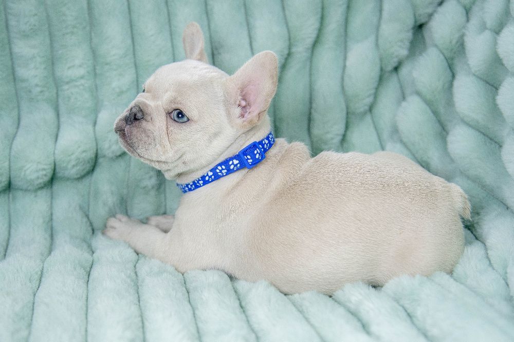 bulldog francez platinum