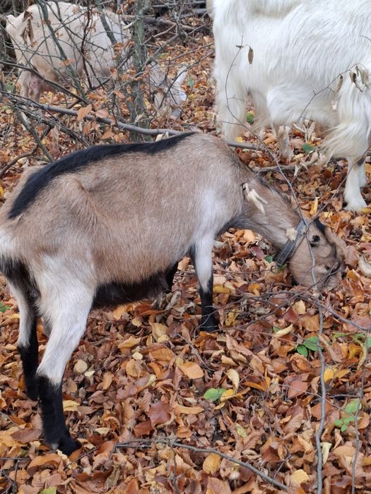 Vând capre bune de lapte