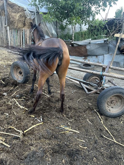 Mânza  are 1 an si 6 luni