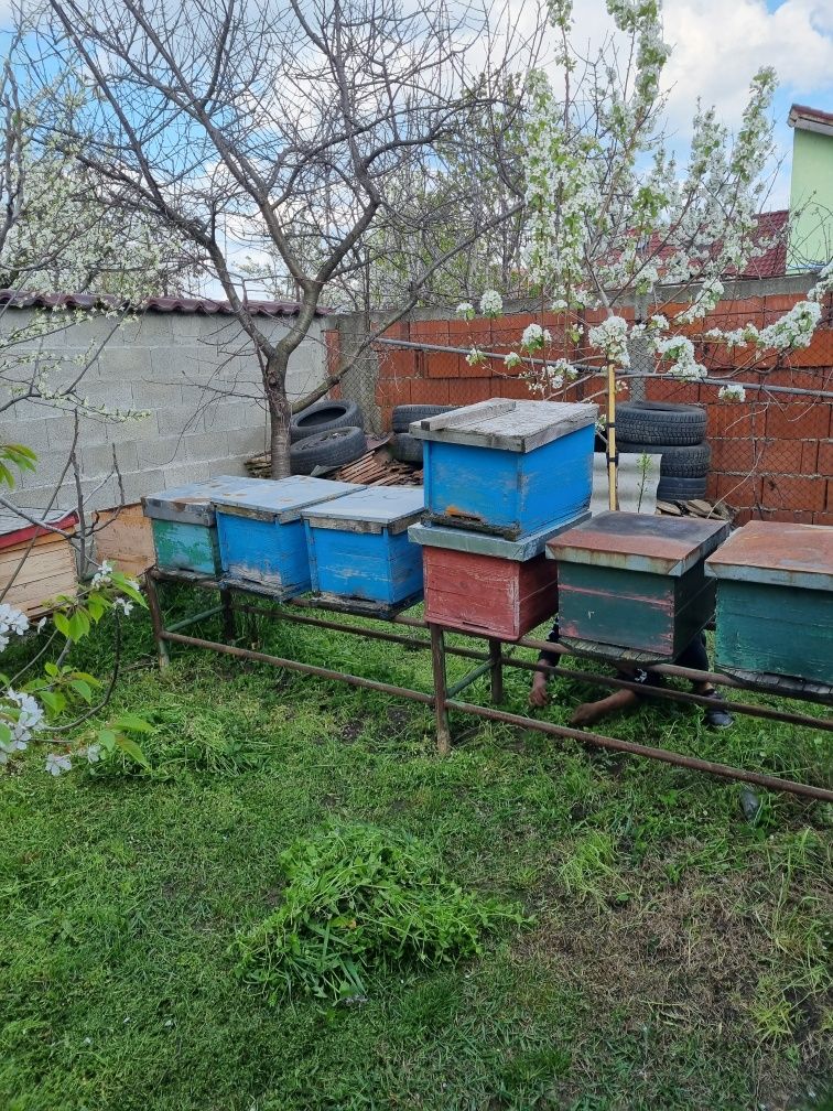Vind lăzi de stupi 50 lei buc și suport din fer