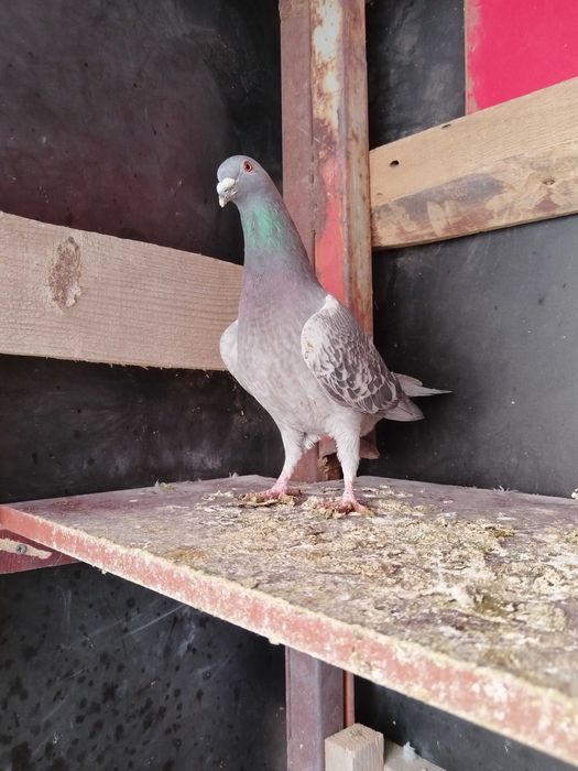 Продам голубей..