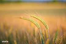 Vand teren agricol 26 ha Munteni jud. Galati
