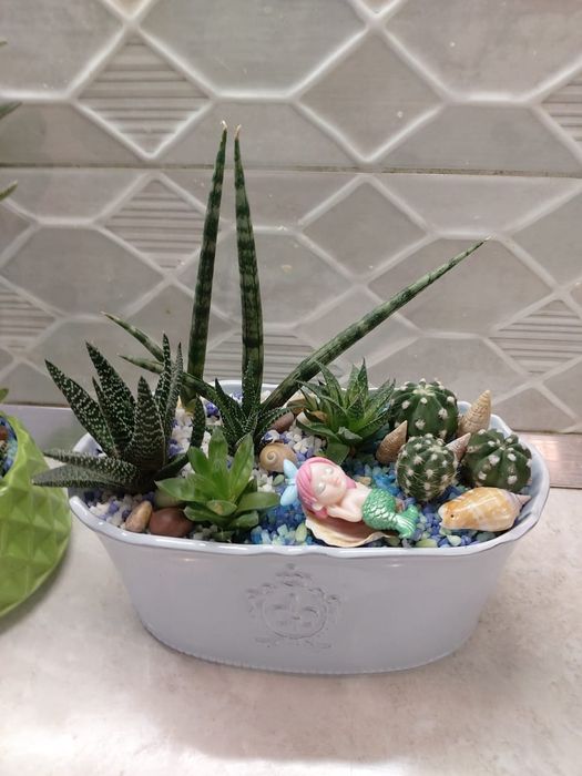 Кактусы цветущие, суккуленты, эхинопсис, маммилярия, астрофитум, в гор