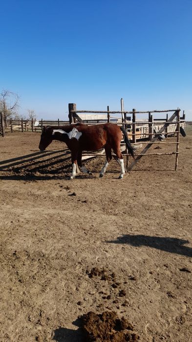 Тай , бир жарым жасар ургашы
