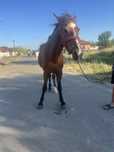 Un cal de lucru de vanzare este cuminte calu merge bine la caruța