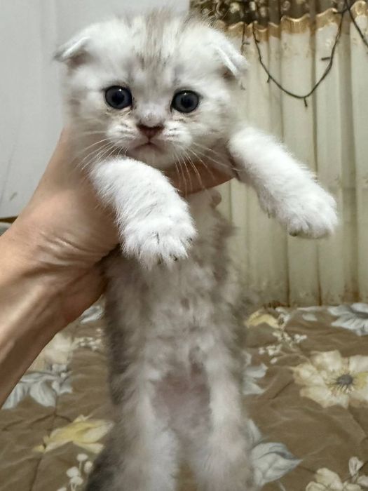 Скотиш фолд мальчик и девочка