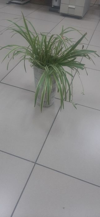 Продам хлорофитум вариегатный