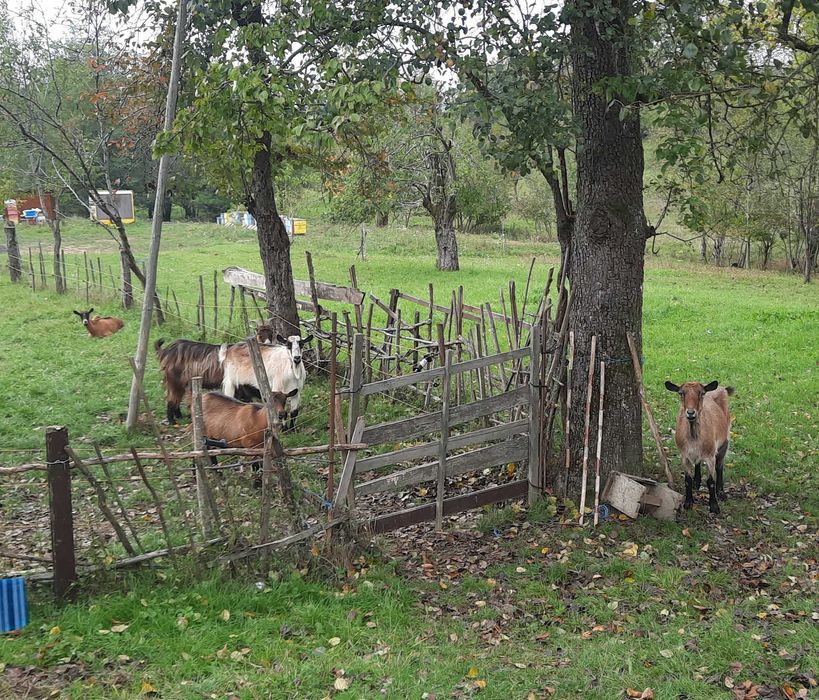 Capre si Tap de vanzare, pret negociabil