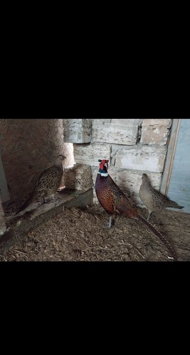 Қырғауыл 7 8 ай жобасы сатылад