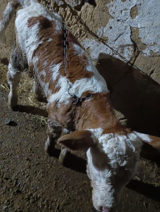 Vand vitea de o saptamana detali la nr de tel