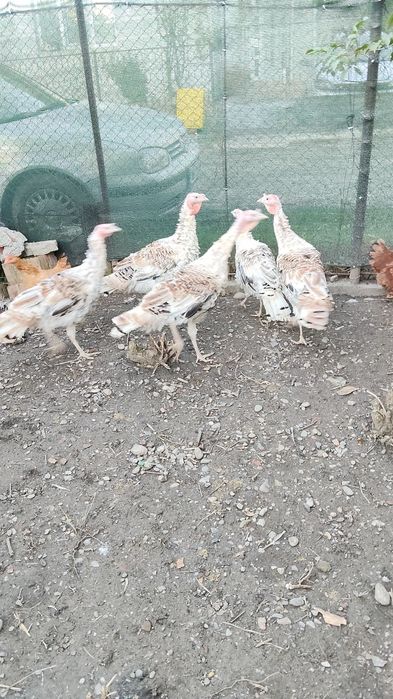 Curci țăranesti  romanesti