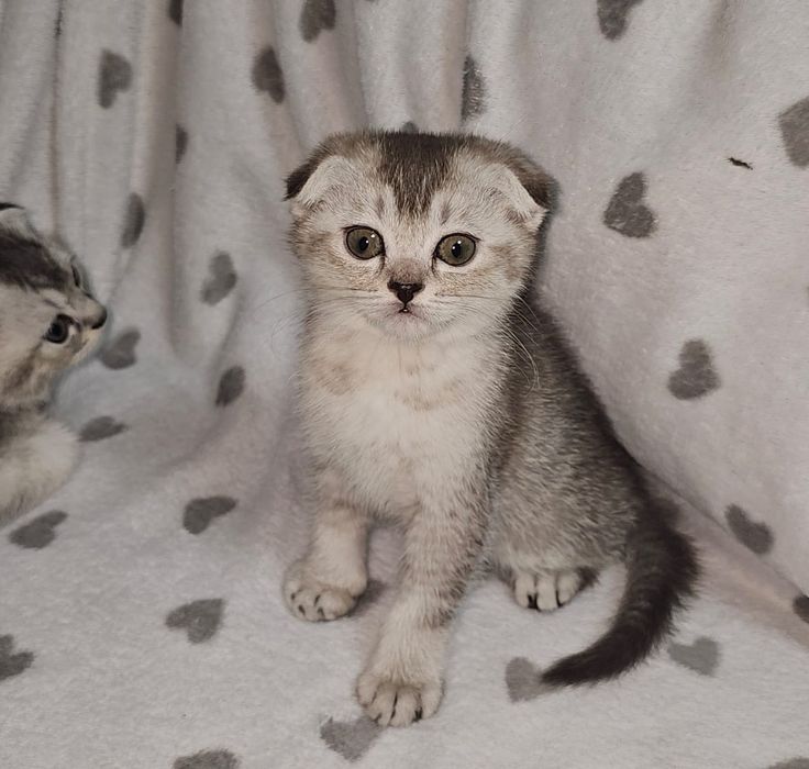 Котята скотиш фолд