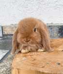 Iepuri pitici de companie berbec pitic/mini lop/holland lop