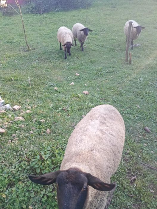 Vând trei oi și un berbec