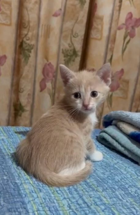 КОТЯТА   1,5 месяца