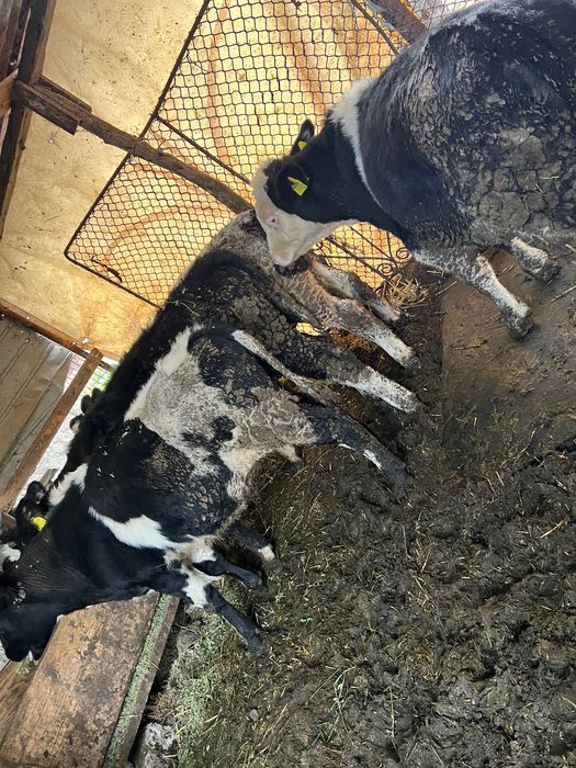 Vând 5 viței rasa holstaine și Angus