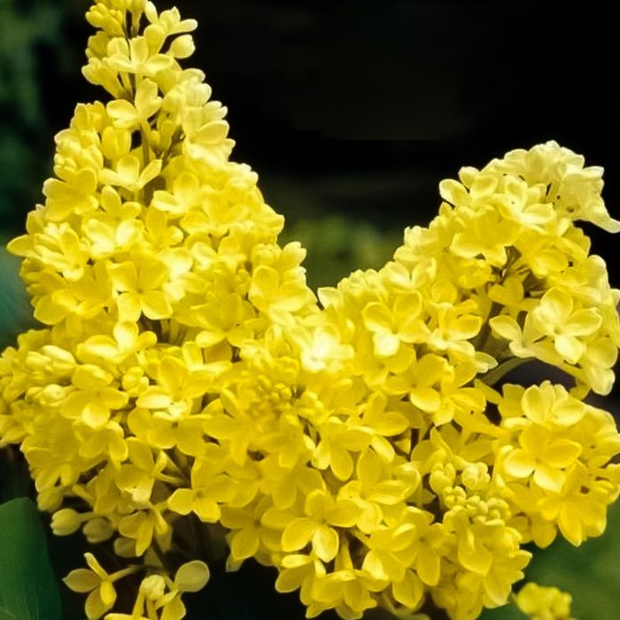 Pomi ornamentali  liliac Galben