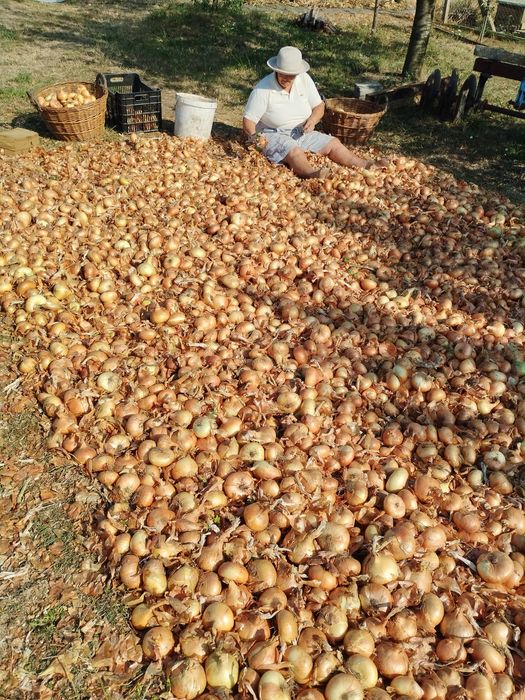 Ceapă de vânzare