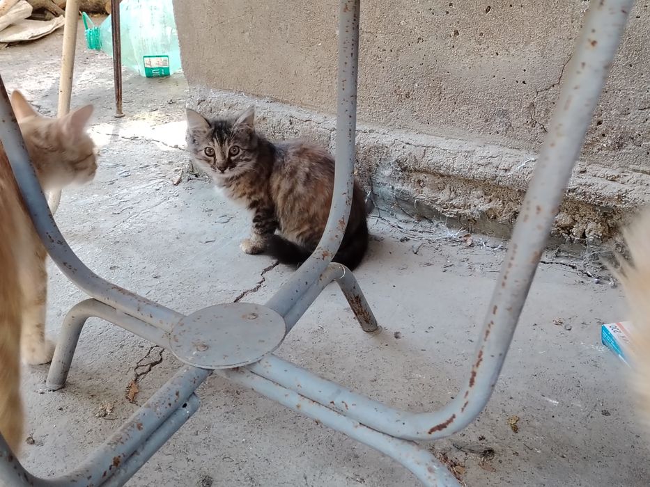 Котята кошка в добрые руки