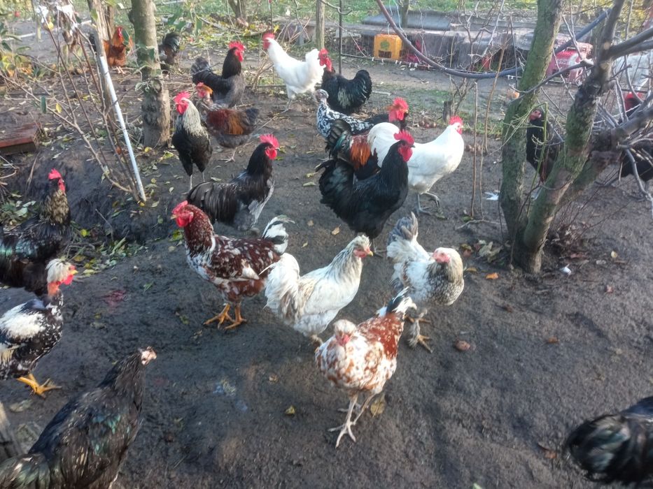 Cocoși pentru tăiat