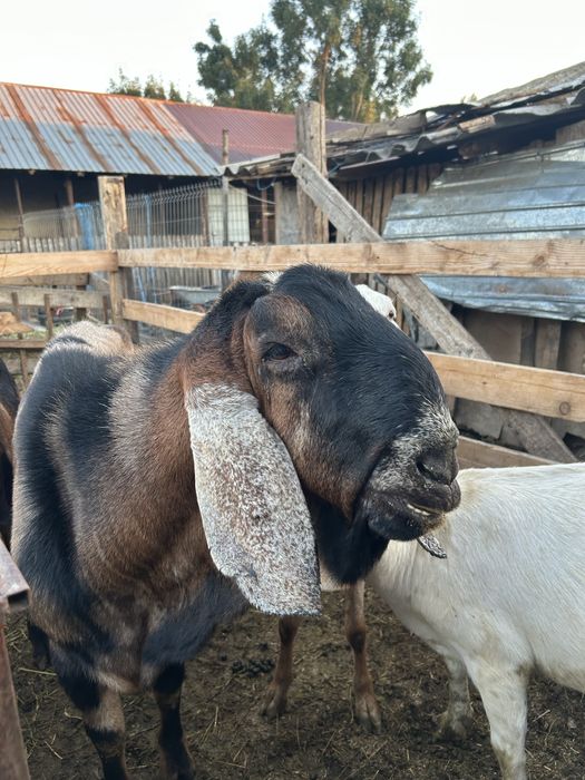 Vand tap anglo nubian