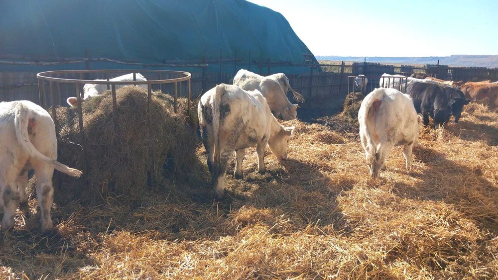 Vand vitele Charolais