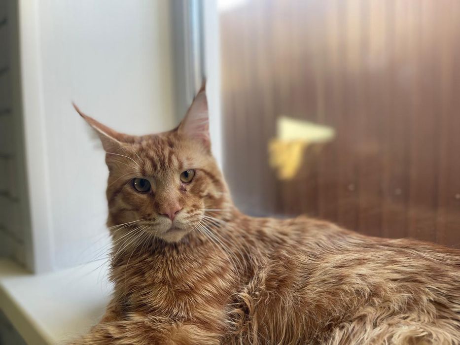 Продам Мейн-куна