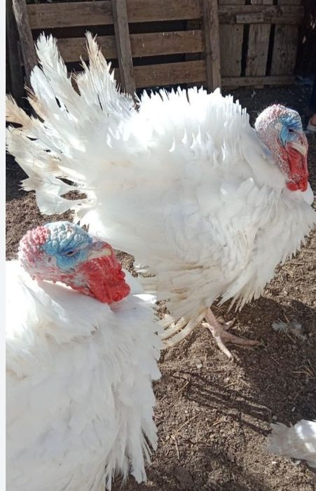 Продам индюков биг 6