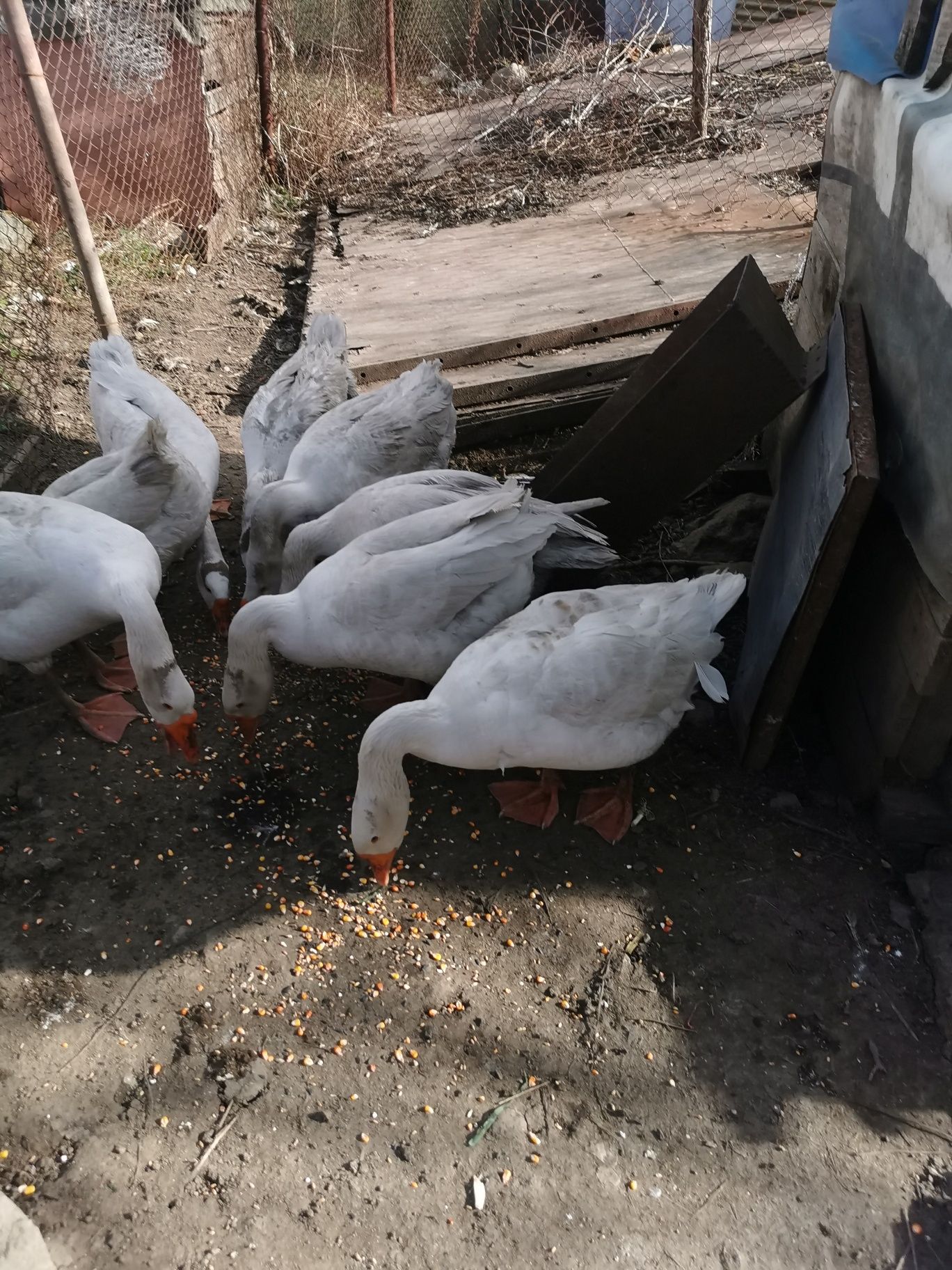 Продавам   Гъски