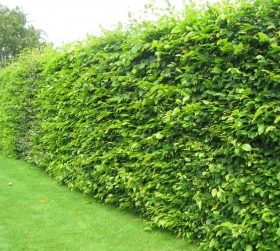 Ligustrum ovalifolium , Plata la livrare !