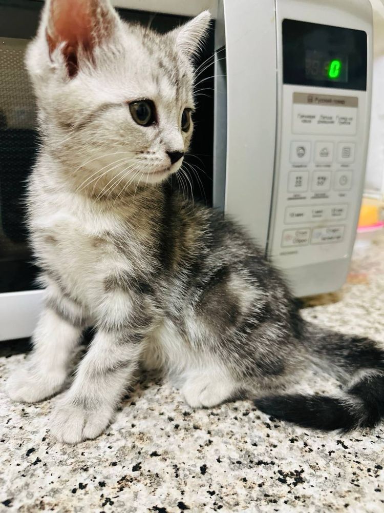 Продам породистых котят..